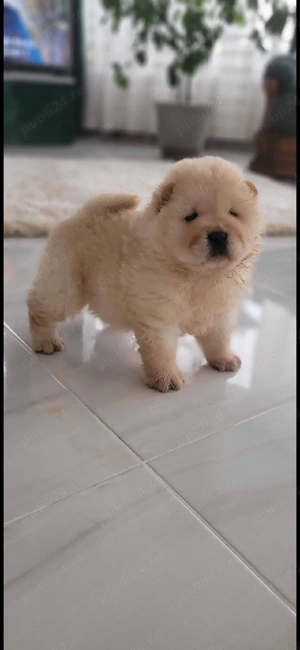 Chow chow   - imagine 4