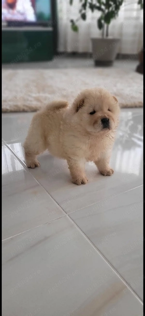 Chow chow   - imagine 2