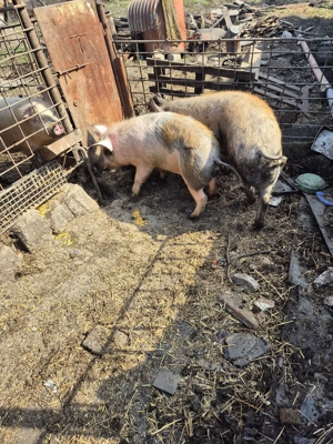 vand porci - imagine 3