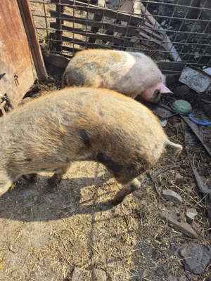 vand porci - imagine 2