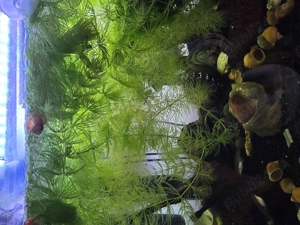 Plante acvariu. Moss și altele de suprafata - imagine 2