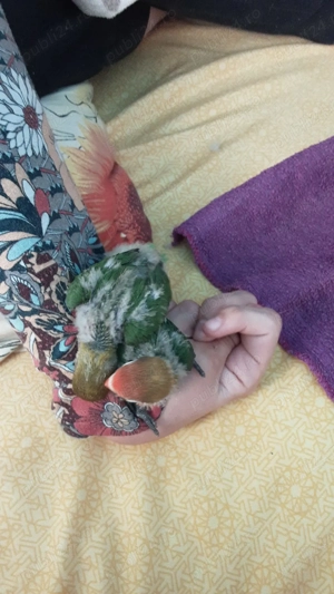 pui de agapornis - imagine 3