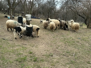 Oi cu miei Arges de vanzare! - imagine 2