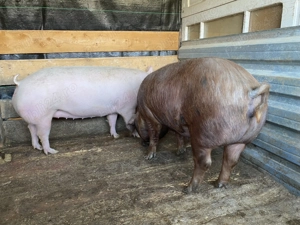 Porci de carne de vânzare !!!! - imagine 7