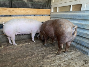 Porci de carne de vânzare !!!! - imagine 3