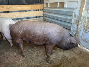 Porci de carne de vânzare !!!! - imagine 4