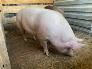 Porci de carne de vânzare !!!! - imagine 6