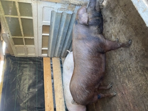 Porci de carne de vânzare !!!! - imagine 2