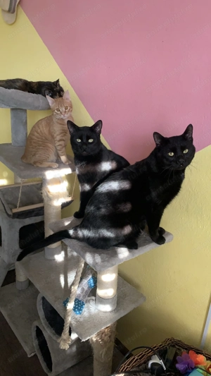 Motani minunati pentru donare - imagine 2