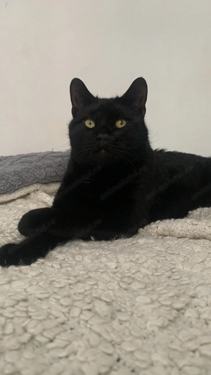 Motani minunati pentru donare