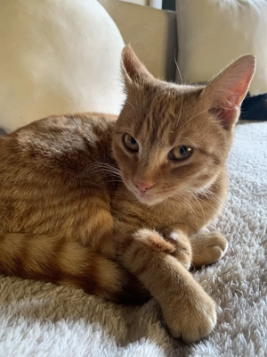 Motani minunati pentru donare - imagine 3