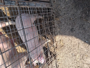 vier 2 luni din monta artificiala - imagine 2