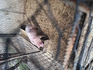 vier 2 luni din monta artificiala