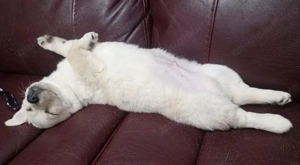 Catel puiuț donatie - imagine 4