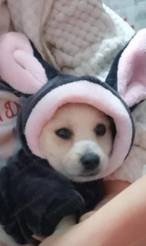 Catel puiuț donatie - imagine 5