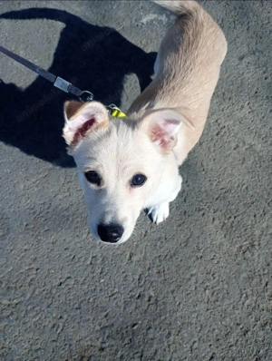 Catel puiuț donatie - imagine 2