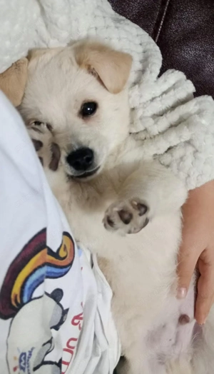 Catel puiuț donatie - imagine 3