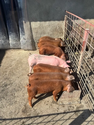 Purcei disponibili Duroc x Pietrain  - imagine 3