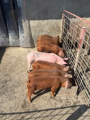 Purcei disponibili Duroc x Pietrain  - imagine 2