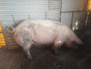 de vânzare preț 12 lei kg - imagine 2