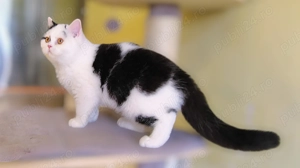 British Shorthair  - imagine 3