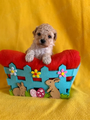 Puiuti Maltipoo - imagine 2