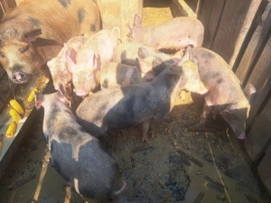 Vand purcei  - imagine 4