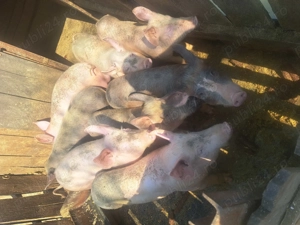 Vand purcei  - imagine 2