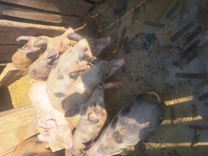 Vand purcei  - imagine 5