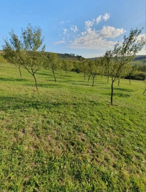 Livada tanara de vanzare