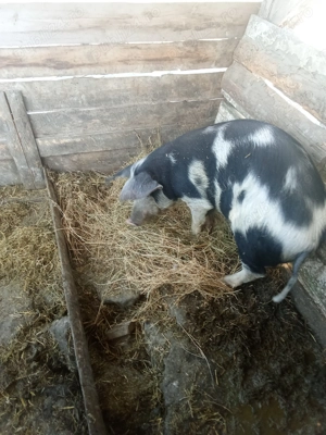 Vând scroafa in jur de 80 kg - imagine 2