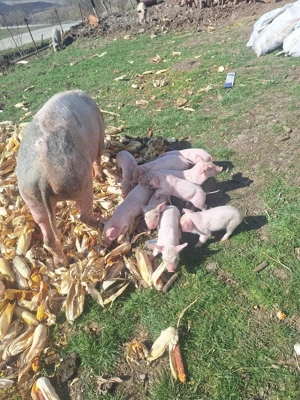 Vând scroafa  - imagine 4