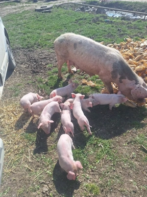 Vând scroafa  - imagine 2