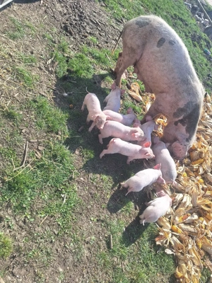 Vând scroafa  - imagine 5