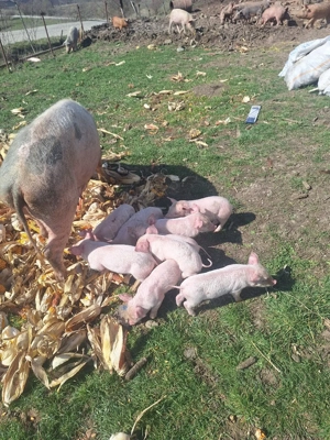 Vând scroafa  - imagine 3