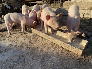 Purcei de vânzare  - imagine 2
