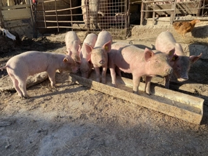 Purcei de vânzare  - imagine 4