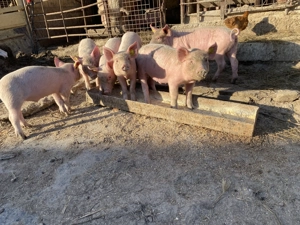 Purcei de vânzare  - imagine 3