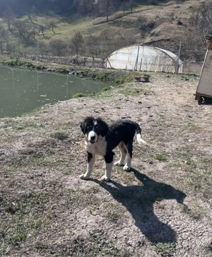 ciobanesc de asia centrala