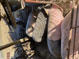 De vânzare porci de carne 100 kg-200 kg  - imagine 2