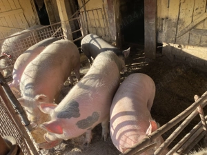 De vânzare porci de carne 100 kg-200 kg 