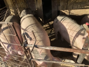 De vânzare porci de carne 100 kg-200 kg  - imagine 3