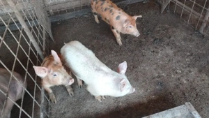 purcei de vanzare 600 buc - imagine 2