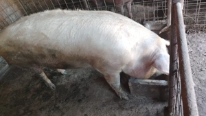 purcei de vanzare 600 buc