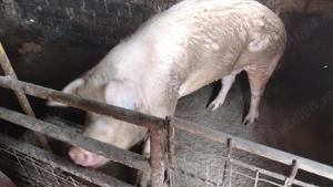 purcei de vanzare 600 buc - imagine 3