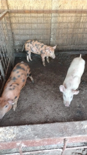 purcei de vanzare 600 buc - imagine 4