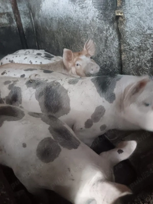 Purcei rasa Pietran  - imagine 4