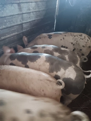 Purcei rasa Pietran  - imagine 3