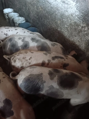 Purcei rasa Pietran  - imagine 5