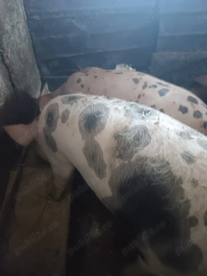 Purcei rasa Pietran  - imagine 2